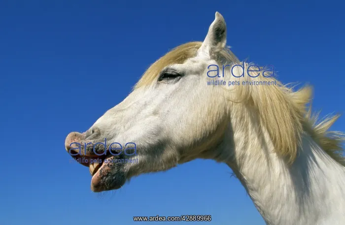 : Camargue Horse - Flehmen'. Lip curling : Camargue Horse - Flehmen'. Lip curling