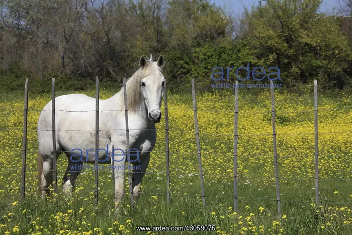 : Camargue horse in a flowery meadow RNP Camargue France : Camargue horse in a flowery meadow RNP Camargue France