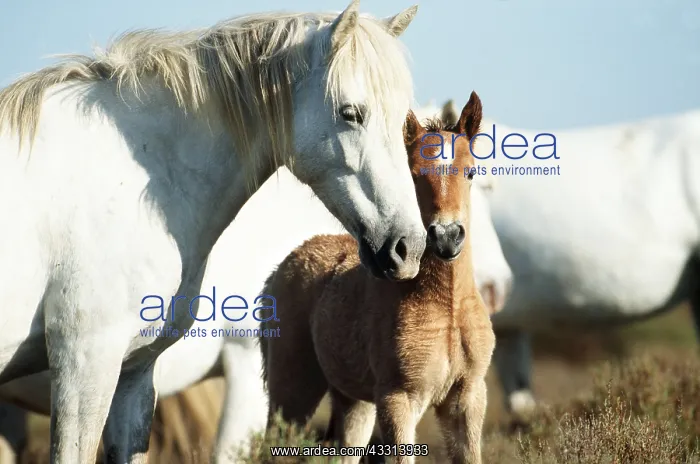 : CAMARGUE HORSE & FOAL : CAMARGUE HORSE & FOAL