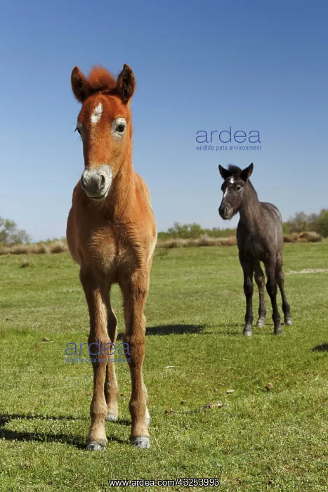  : Camargue horse foal, born dark and turn