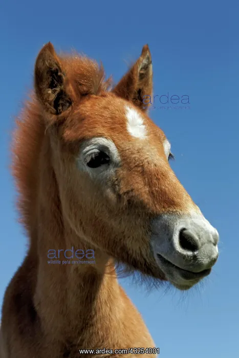 : Camargue horse foal, born dark and turn : Camargue horse foal, born dark and turn