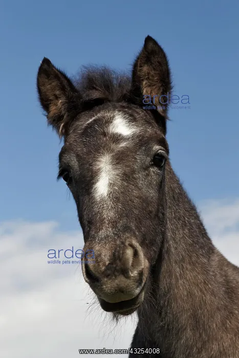 : Camargue horse foal, born dark and turn : Camargue horse foal, born dark and turn