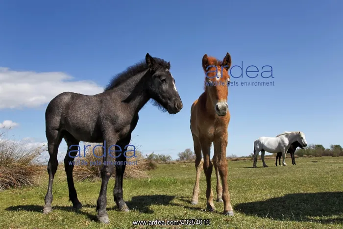 : Camargue horse foal, born dark and turn : Camargue horse foal, born dark and turn