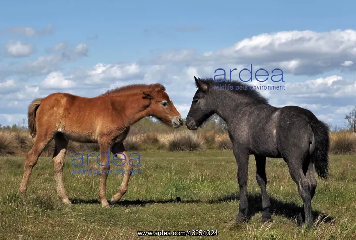 : Camargue horse foal, born dark and turn : Camargue horse foal, born dark and turn