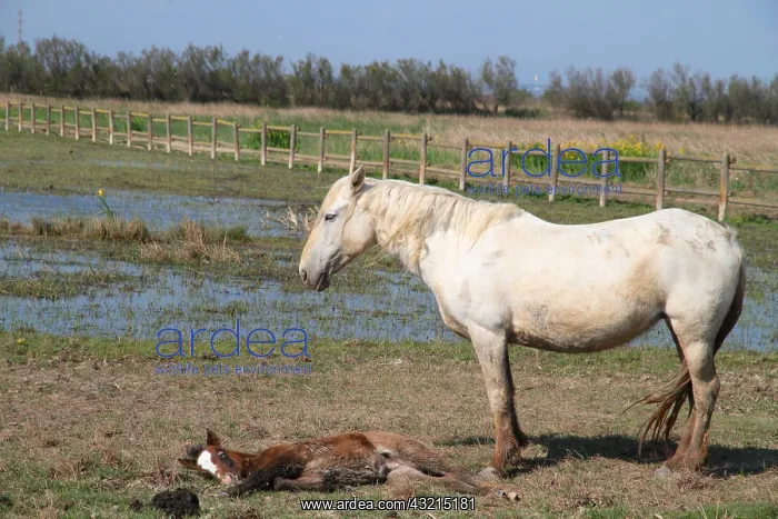 : Camargue horse and foal lying : Camargue horse and foal lying