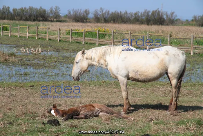 : Camargue horse and foal lying : Camargue horse and foal lying