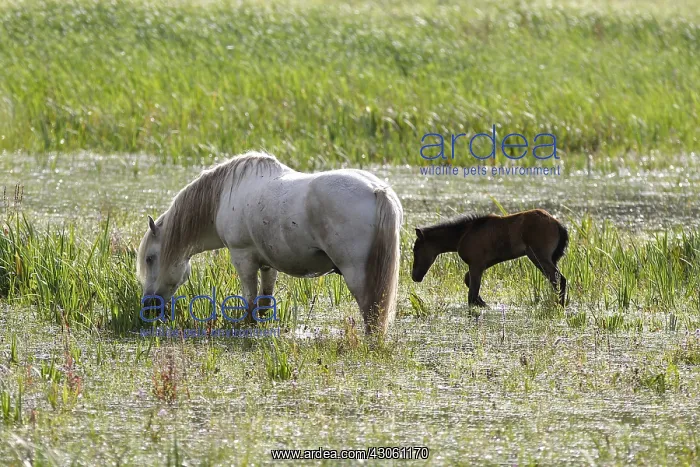 : Camargue horse and its foal in meadow Normandy France : Camargue horse and its foal in meadow Normandy France