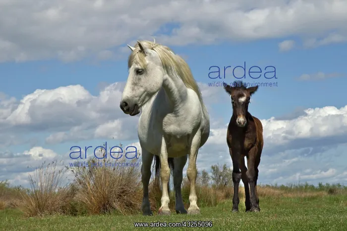: Camargue horse foal with mother, Camargue : Camargue horse foal with mother, Camargue