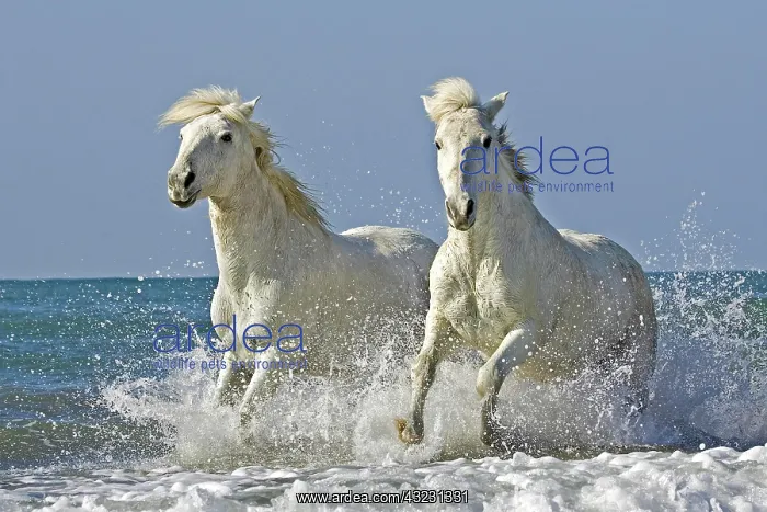 : Camargue Horse Galloping on Beach, Saintes Maries : Camargue Horse Galloping on Beach, Saintes Maries