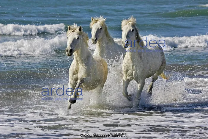  : Camargue Horse Galloping on Beach, Saintes Maries