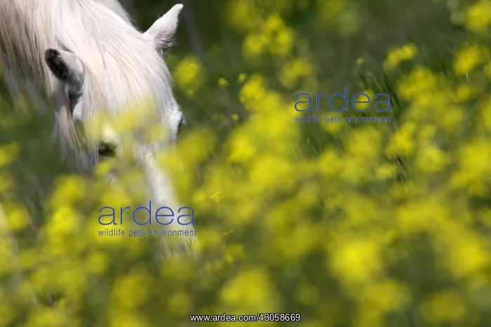 : Camargue horse grazing in a field of Oilseed Rape France : Camargue horse grazing in a field of Oilseed Rape France