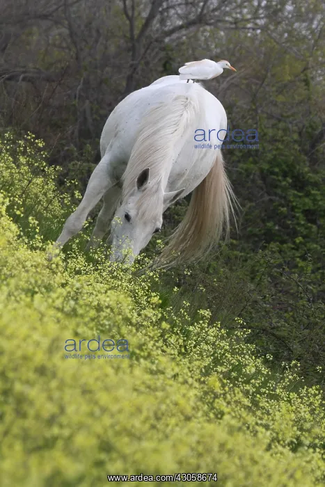  : Camargue horse grazing in a field of Oilseed Rape France