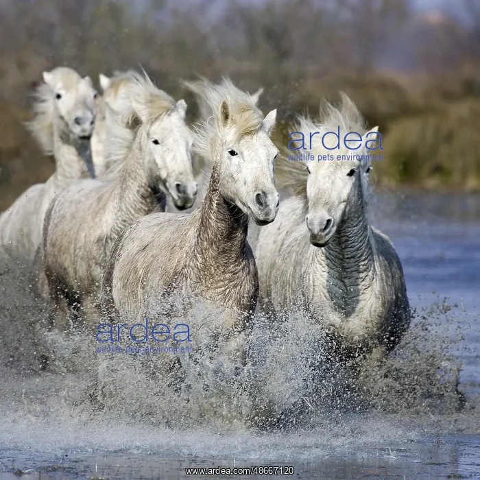 : Camargue horse, herd in the marsh, Saintes Marie de la Mer : Camargue horse, herd in the marsh, Saintes Marie de la Mer