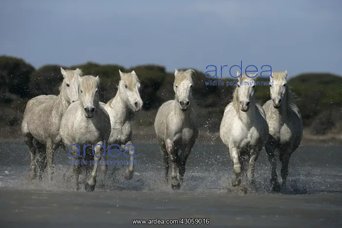 : Camargue Horse herd running through shallow water France : Camargue Horse herd running through shallow water France