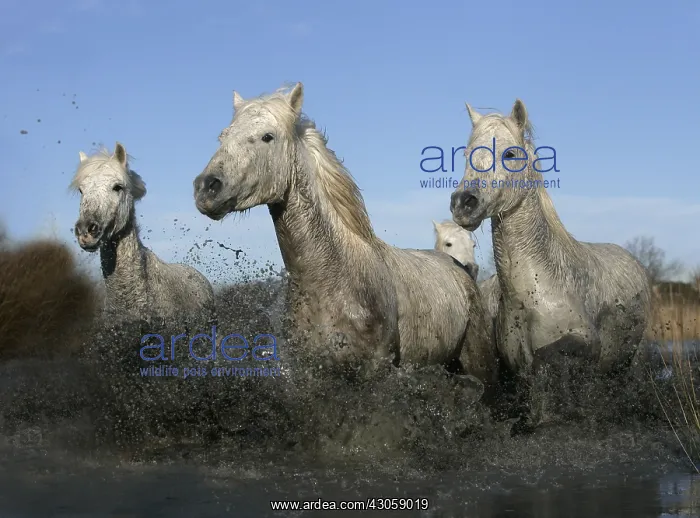: Camargue Horse herd running through shallow water France : Camargue Horse herd running through shallow water France