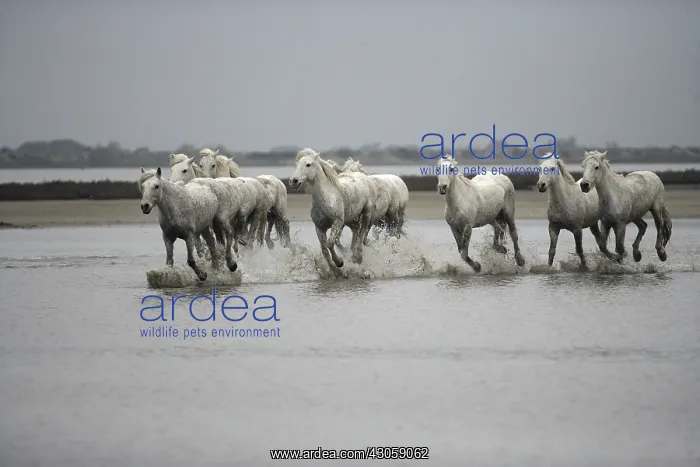 : Camargue Horse herd running through shallow water France : Camargue Horse herd running through shallow water France