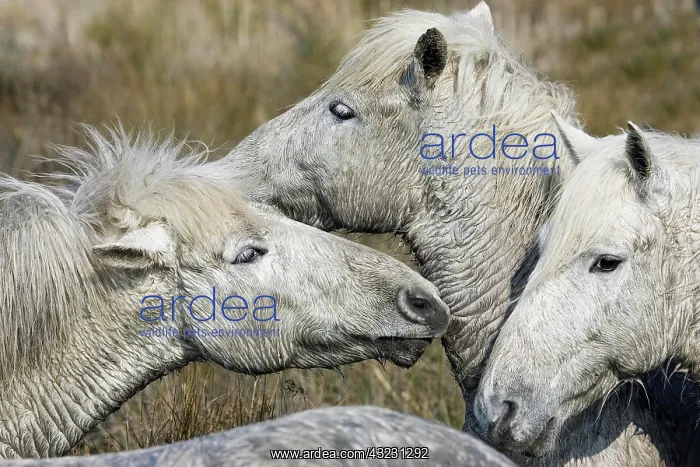 : Camargue Horse, Herd standing in Swamp, Saintes : Camargue Horse, Herd standing in Swamp, Saintes