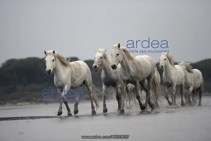 : Camargue Horse herd trotting through shallow water France : Camargue Horse herd trotting through shallow water France