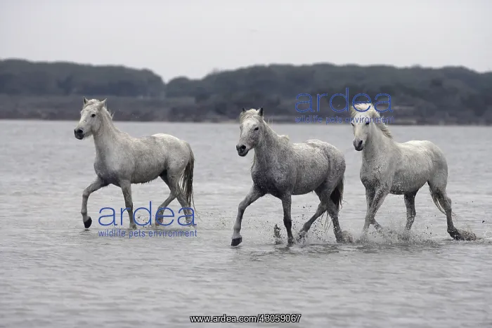 : Camargue Horse herd trotting through shallow water France : Camargue Horse herd trotting through shallow water France