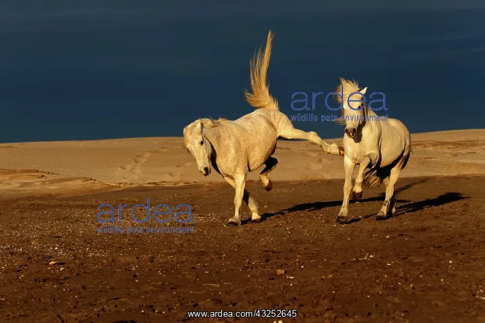 : Camargue Horse kicking another horse while : Camargue Horse kicking another horse while