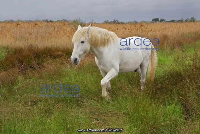 : Camargue horse in marsh, southern France : Camargue horse in marsh, southern France