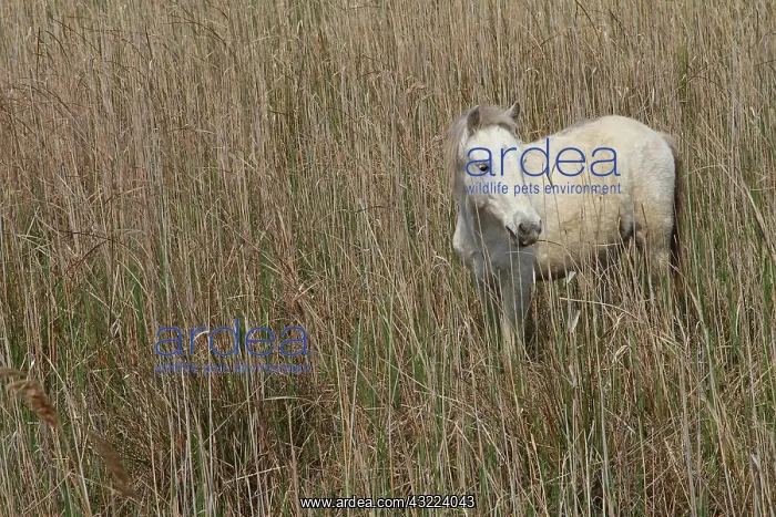 : Camargue horse in middle of reeds in Camargue - France : Camargue horse in middle of reeds in Camargue - France