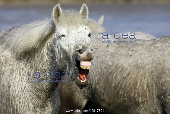 : Camargue Horse - with mouth open : Camargue Horse - with mouth open