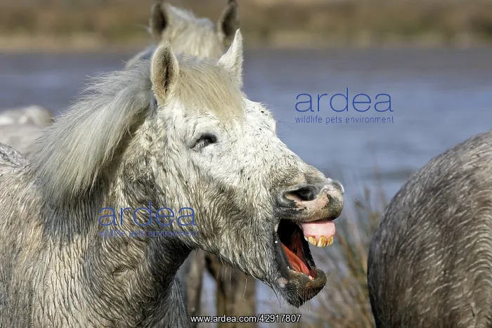 : Camargue Horse - with mouth open : Camargue Horse - with mouth open