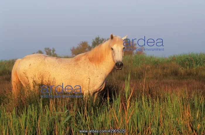 : Camargue HORSE - Portrait, standing in reeds, late : Camargue HORSE - Portrait, standing in reeds, late