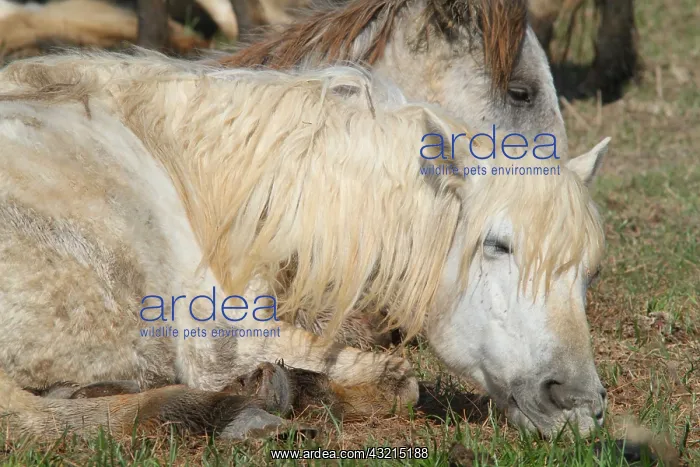 : Camargue horse at rest : Camargue horse at rest