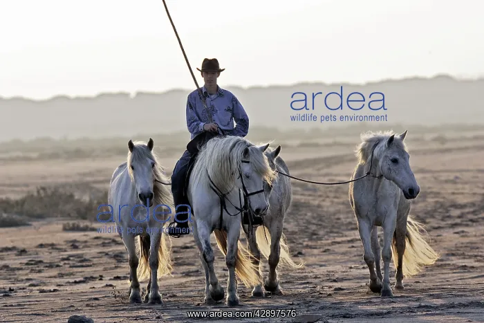  : Camargue Horse and rider - Saintes Maries de la mer