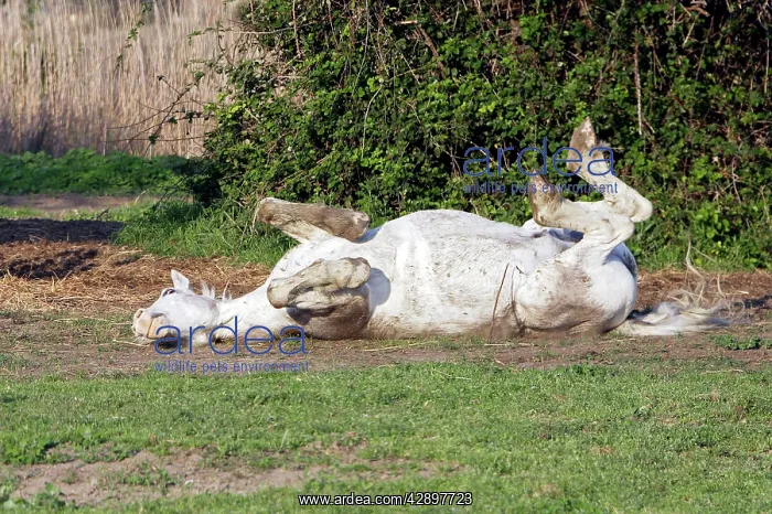 : Camargue Horse - rolling on back : Camargue Horse - rolling on back