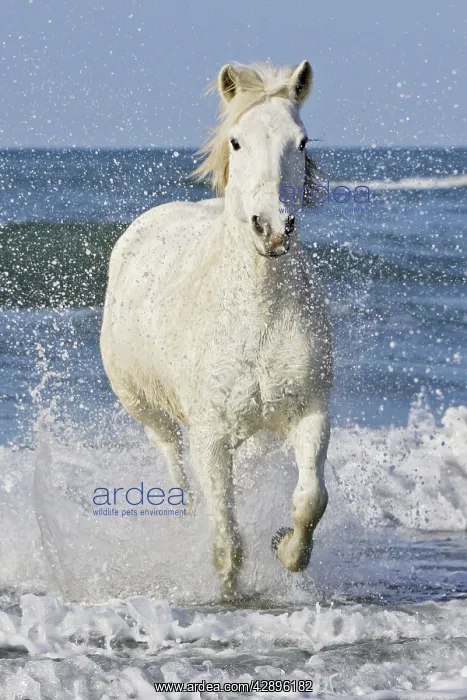  : Camargue Horse - running along the beach