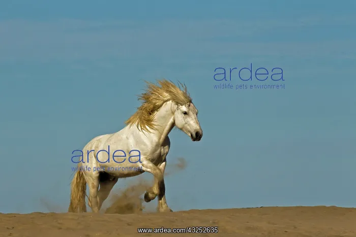 : Camargue horse running over beach dune at : Camargue horse running over beach dune at