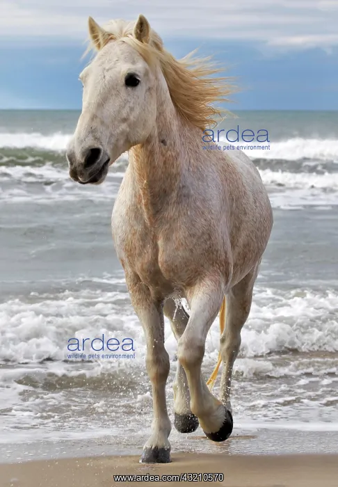 : Camargue horse running along beach, southern : Camargue horse running along beach, southern