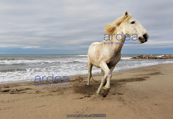 : Camargue horse running along beach, southern : Camargue horse running along beach, southern