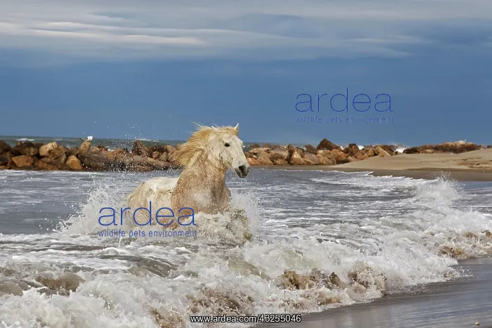 : Camargue horse running out of surf, southern : Camargue horse running out of surf, southern