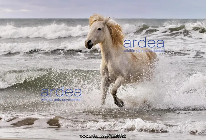 : Camargue horse running out of surf, southern : Camargue horse running out of surf, southern