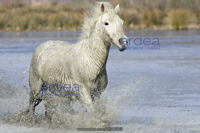 : Camargue Horse - running through water : Camargue Horse - running through water