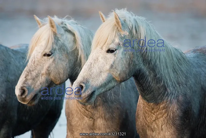 : CAMARGUE HORSE, SAINTES MARIE DE LA MER IN THE SOUTH : CAMARGUE HORSE, SAINTES MARIE DE LA MER IN THE SOUTH