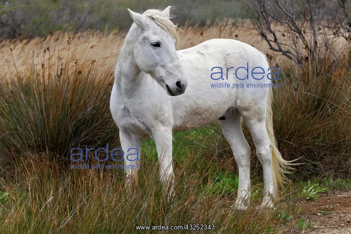 : Camargue horse standing in marshy wetland : Camargue horse standing in marshy wetland
