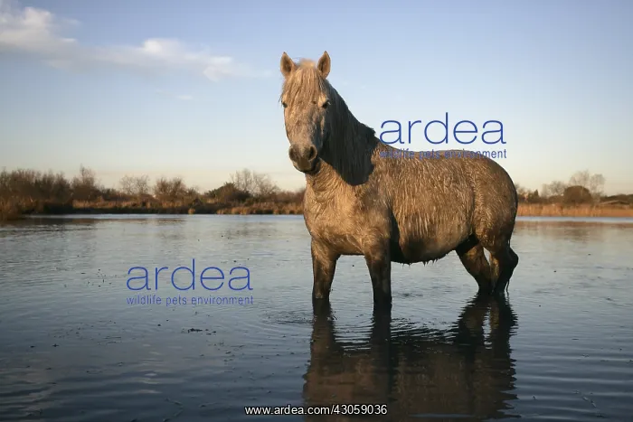 : Camargue Horse standing in shallow water France : Camargue Horse standing in shallow water France