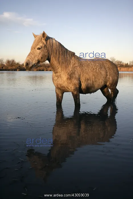  : Camargue Horse standing in shallow water France