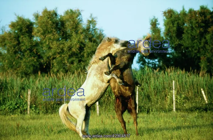 : Camargue HORSE -two fighting, rearing