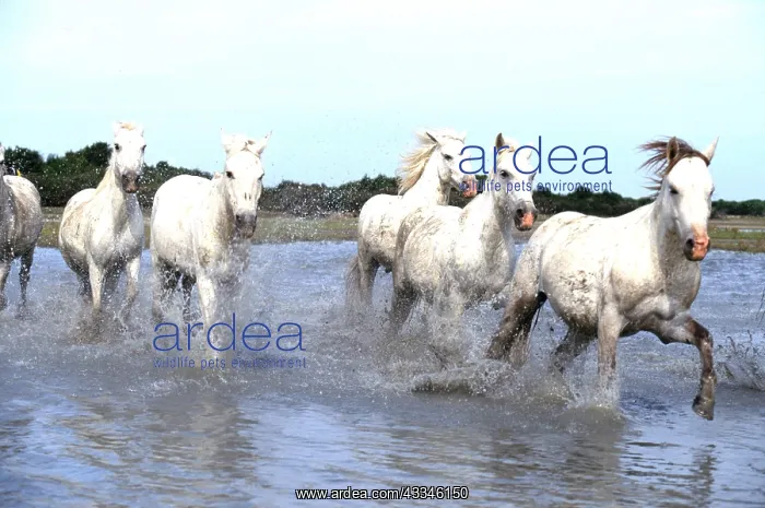 : CAMARGUE HORSE - x five gallop through water : CAMARGUE HORSE - x five gallop through water