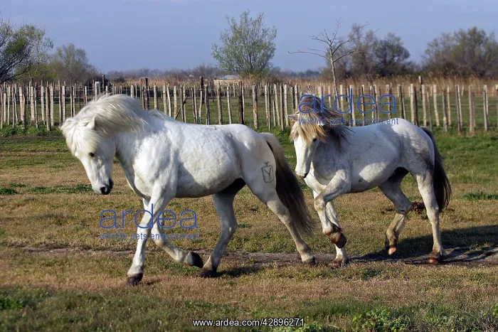 : Camargue Horses : Camargue Horses