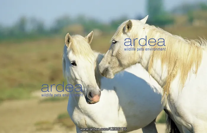  : CAMARGUE HORSES