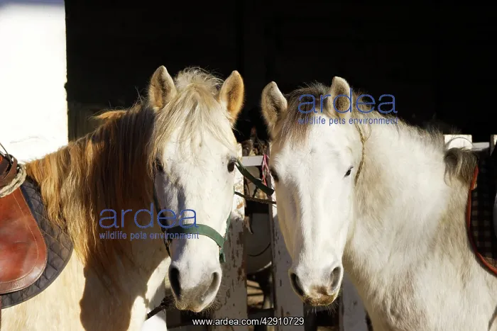  : Camargue Horses - two