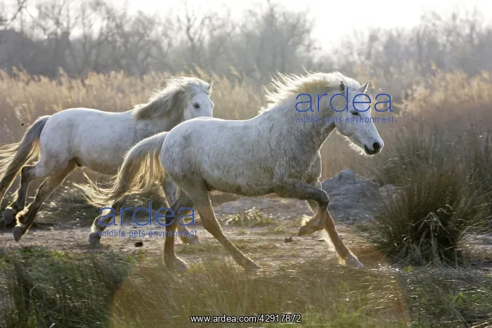 : Camargue Horses : Camargue Horses