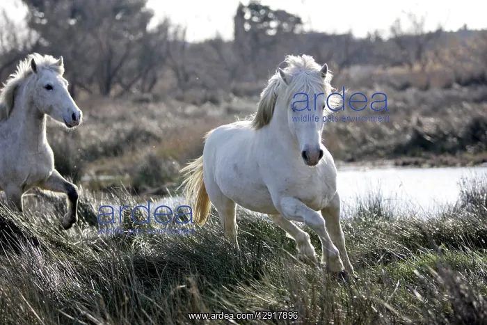 : Camargue Horses : Camargue Horses